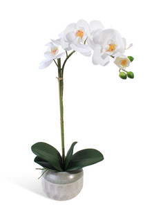 Орхидея Фаленопсис 1 ветка в керамическом кашпо Gerard de ros