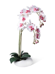 Орхидея Фаленопсис 2 ветки в керамическом кашпо "Камень" Gerard de ros