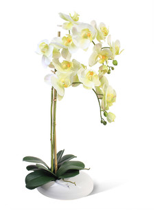 Орхидея Фаленопсис 2 ветки в керамическом кашпо "Камень" Gerard de ros