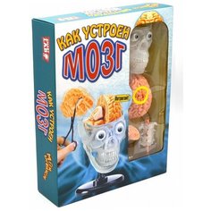 Как устроен мозг Maestro