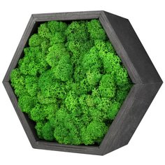 Декоративная полка "Сота" черная со мхом (стабилизированный мох) р. 20х10см Oktaur