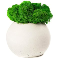 Кашпо бетонное со мхом (сфера-антрацит мох зеленый) Oktaur