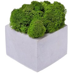 Кашпо бетонное со мхом (квадрат-циркон мох зеленый) Oktaur