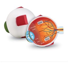 Learning Resources Развивающая игрушка "Глаз человека модель в разрезе"