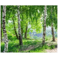 Фотообои 3D "Березы" 300х250 (ШхВ)