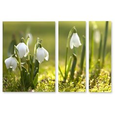 Модульная картина на холсте "Подснежники" 150x104 см Modulka.Ru