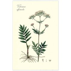 Постер А4 №11 ДАРИНЧИ