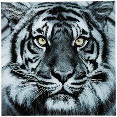 KARE Design Картина Face Tiger, коллекция "Лицо Тигра" 80*80*4, Стекло, Бумага, Серый