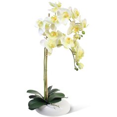 Орхидея Фаленопсис 2 ветки в керамическом кашпо "Камень" 17-10403/010/1048, цвет: желто-зеленый светлый Gerard de ros