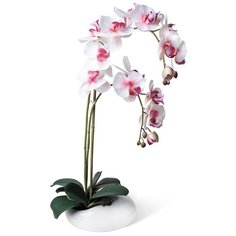 Орхидея Фаленопсис 2 ветки в керамическом кашпо "Камень" 17-10403/010/1082, цвет: розовая фуксия Gerard de ros