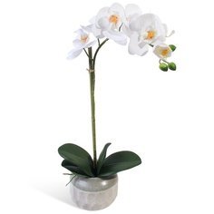 Орхидея Фаленопсис 1 ветка в керамическом кашпо 17-10041/121/1020 Gerard de ros