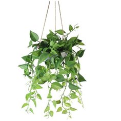 Филодендрон в керамическом подвесном кашпо 20-698/172/120, цвет: зеленый Gerard de ros