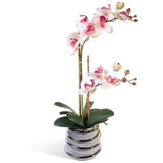 Орхидея Фаленопсис 2 ветки в керамическом серебрянном кашпо 17-10057/170/1082, цвет: розовая фуксия Gerard de ros