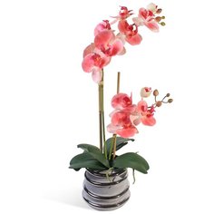 Орхидея Фаленопсис 2 ветки в керамическом серебрянном кашпо 17-10057/170/1045, цвет: темно-розовый Gerard de ros