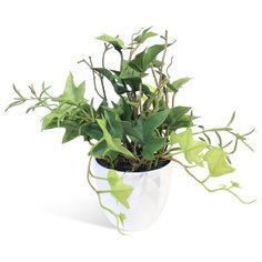 Английский плющ в керамическом кашпо 20-167/010/120, цвет: зеленый Gerard de ros