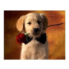 Рыжий кот картина по номерам "Щеночек с розой" 22х30 см (HS207)