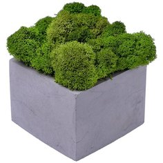 Кашпо бетонное со мхом (квадрат-маренго мох зеленый) Oktaur