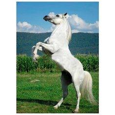 Картина по номерам "Белый конь", 30x40 см Molly