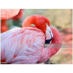 Набор для творчества Рыжий кот Холст с красками по номерам Красивый фламинго 30х40 см