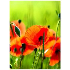 Фотообои/A коллекция Фотообои/A коллекцияМаки 200х270 см Divino