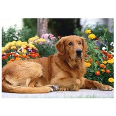 Картина по номерам "Золотистый ретривер" (18 цветов) Molly