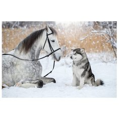 Картина по номерам "Друзья навсегда" (18 цветов) Molly