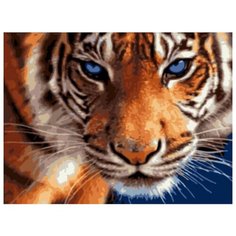 Картина по номерам "Взгляд тигра", 30х40 см Цветной