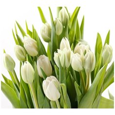Фотообои/P коллекцияБелые тюльпаны 300х270 Divino