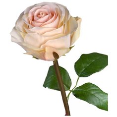 Искусственный цветок "Роза Соло Нью большая кремово-розовая" 72 см Gerard de ros
