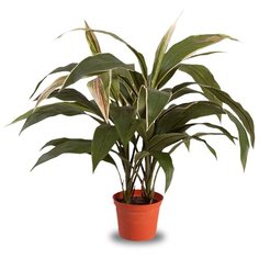 Искусственное растение "Кордилина куст в кашпо" 50 см, цвет: зеленый Gerard de ros