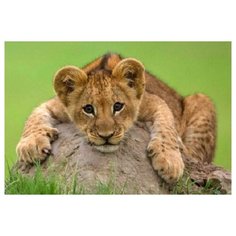 Алмазная мозаика, классическая "Милый львёнок", 20х30 см (с частичным заполнением, на картоне) Рыжий кот