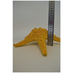 Коралл морская звезда для аквариума Marvelous Aqva, К-010/1