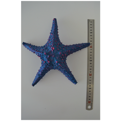 Коралл морская звезда для аквариума Marvelous Aqva, К-010/2