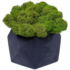 Кашпо бетонное со мхом (бета-антрацит мох зеленый) Oktaur