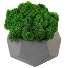 Кашпо бетонное со мхом (альфа-маренго мох зеленый) Oktaur