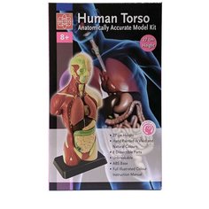 Анатомический набор EDU-TOYS (тело, органы 27см) MK027