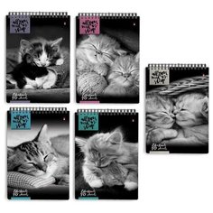 Блокнот А5, 40 л., гребень, ламинированный картон, клетка, Альт, "Кошки", (5 видов), 3-40-462