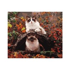 Картина по номерам Paintboy на подрамнике Прогулка котиков 40х50 GX34045