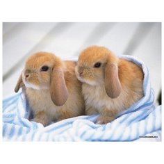 Алмазная мозаика Цветной Братья - кролики (без подрамника) (30х40) без подрамника, lze010