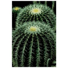Алмазная мозаика "Кактусы", 30х45 см Art Xobby