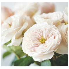 Фотообои бумажные Арт Узор Цветы ранункулюса 2.1х2м розовый/бежевый/зеленый