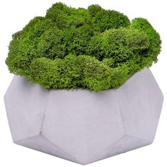 Кашпо бетонное со мхом (альфа-циркон мох зеленый) Oktaur