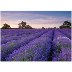 Фотообои PosterMarket WM-25 (Лаванда) 254x184 Ш*В