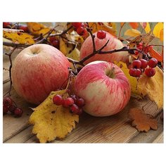 Картина мозаикой с нанесенной рамкой "Спелые яблоки" (35 цветов) Molly