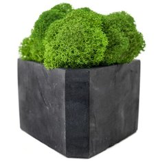 Кашпо бетонное со мхом (гама-антрацит мох зеленый) Oktaur