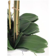 Орхидея Фаленопсис 7 веток в керамическом кашпо полусфера 17-956/010/1045, цвет: темно-розовый Gerard de ros