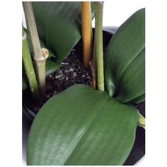 Орхидея фаленопис 3 ветки в керамическом кашпо Камень черное 17-630/173/1081, цвет: ярко-розовый Gerard de ros