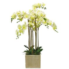 Орхидея фаленопсис 7 веток в керамическом кашпо Куб 17-640/1048, цвет: желто-зеленый светлый Gerard de ros
