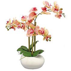 Орхидея фаленопис 3 ветки в керамическом кашпо Камень белое 17-630/010/1081, цвет: ярко-розовый Gerard de ros