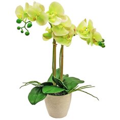 Орхидея Фаленопсис 2 ветки в керамическом белом кашпо 17-703/1048, цвет: желто-зеленый светлый Gerard de ros